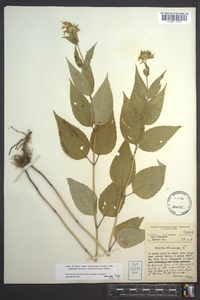 Monarda clinopodia image