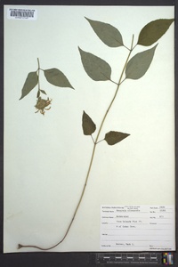 Monarda clinopodia image