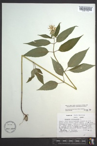 Monarda clinopodia image