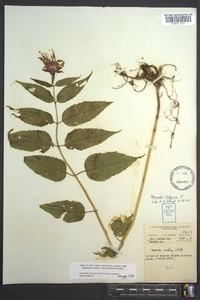 Monarda didyma image