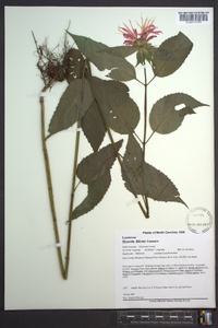 Monarda didyma image