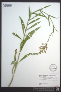 Physostegia virginiana image