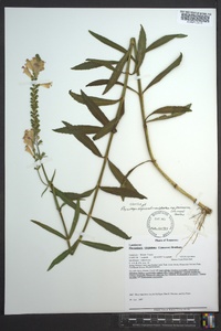 Physostegia virginiana image