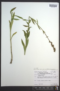 Physostegia virginiana image