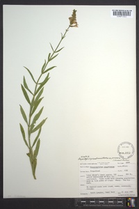 Physostegia virginiana image