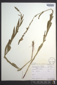 Physostegia virginiana image