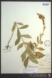 Physostegia virginiana image