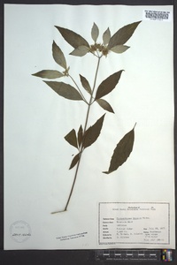 Pycnanthemum incanum image