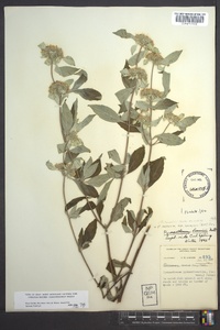 Pycnanthemum loomisii image