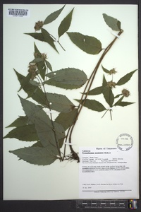 Pycnanthemum montanum image