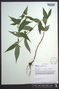 Pycnanthemum montanum image