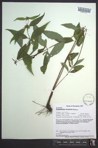 Pycnanthemum montanum image