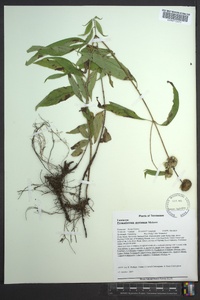 Pycnanthemum montanum image