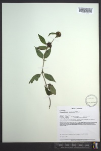 Pycnanthemum montanum image