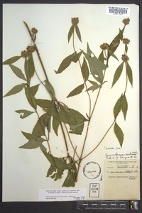 Pycnanthemum montanum image