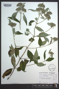 Pycnanthemum pycnanthemoides image