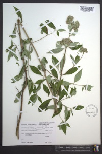 Pycnanthemum pycnanthemoides image