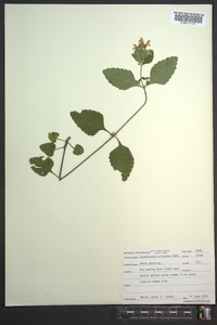 Scutellaria elliptica image