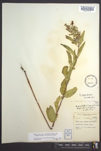 Scutellaria incana image