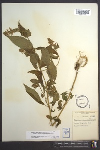 Stachys clingmanii image