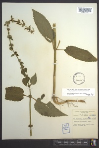 Stachys clingmanii image