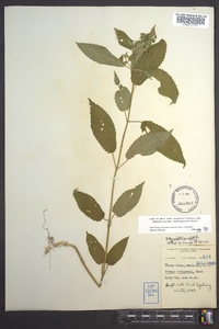 Stachys clingmanii image