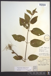 Stachys nuttallii image