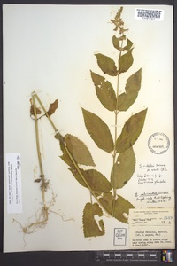 Stachys nuttallii image