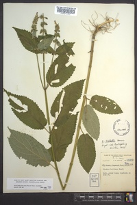 Stachys nuttallii image