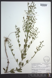 Trichostema dichotomum image