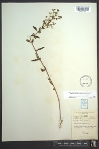 Trichostema dichotomum image