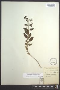 Trichostema dichotomum image