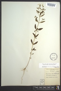 Trichostema dichotomum image