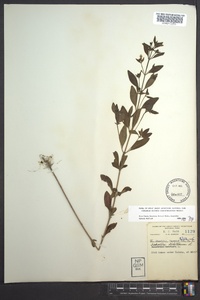 Trichostema dichotomum image