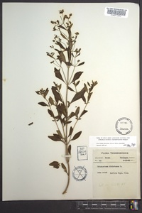 Trichostema dichotomum image