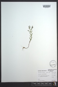 Trichostema setaceum image