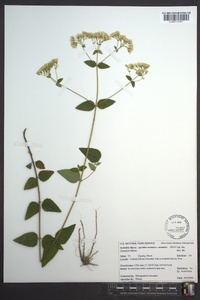 Ageratina aromatica image