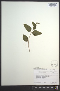 Ageratina aromatica image