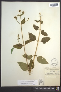 Ageratina aromatica image