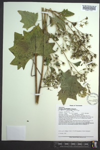 Arnoglossum atriplicifolium image