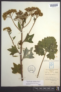 Arnoglossum atriplicifolium image