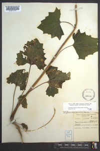 Arnoglossum atriplicifolium image