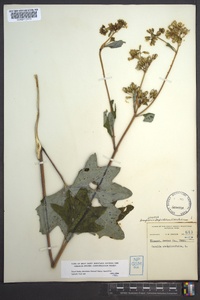 Arnoglossum atriplicifolium image