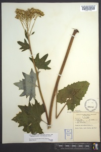 Arnoglossum atriplicifolium image