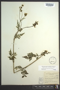 Bidens bipinnata image