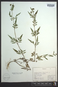 Bidens bipinnata image