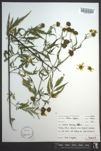 Bidens polylepis image