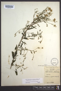 Brickellia eupatorioides image