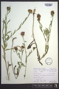 Centaurea jacea image