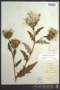 Cirsium altissimum image